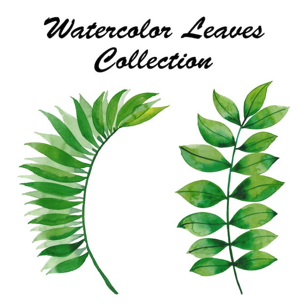 Watercolor leaves collection