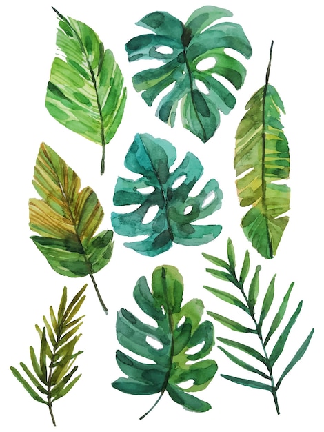 Vector watercolor leaves elements