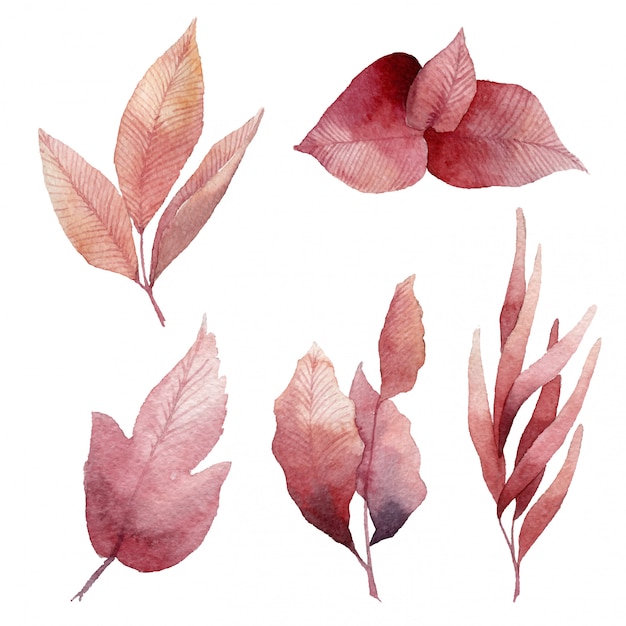 Watercolor leaves illustration.