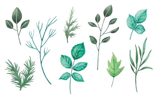 Vector watercolor leaves set, various green leaf and branch illustration on white background