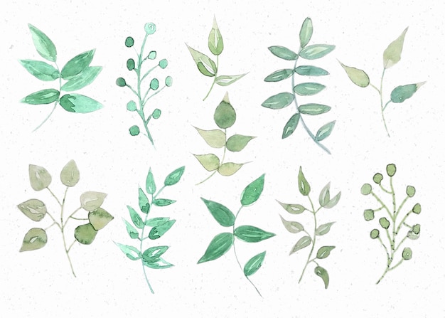 Vector watercolor leaves