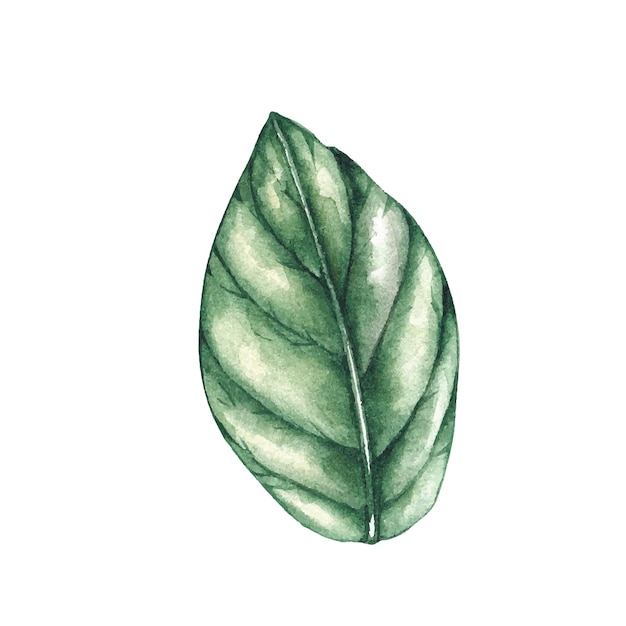 Watercolor leaves