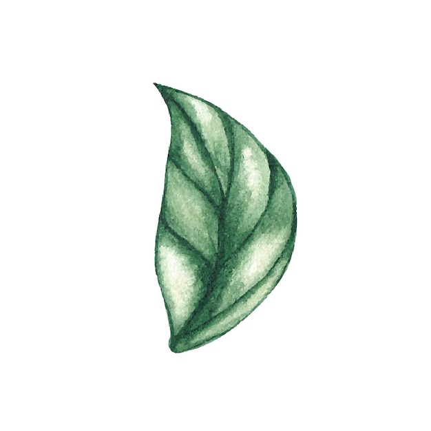 수채화 잎