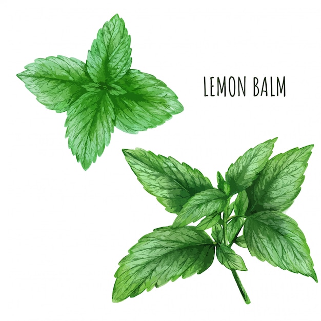 Vector watercolor lemon balm leaves, tea plant, hand drawn