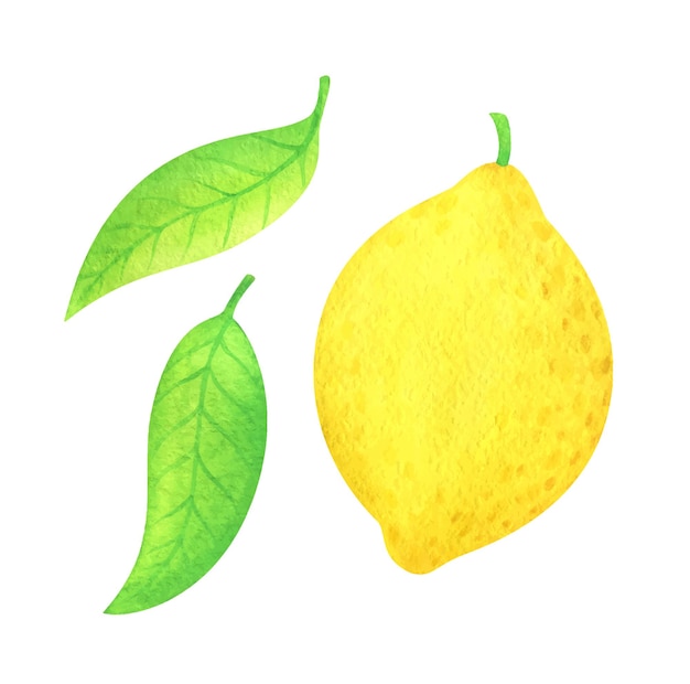 Vettore limone ad acquerello con una foglia una vivida illustrazione di un giallo agrumi clipart dipinto a mano succoso limone frutta