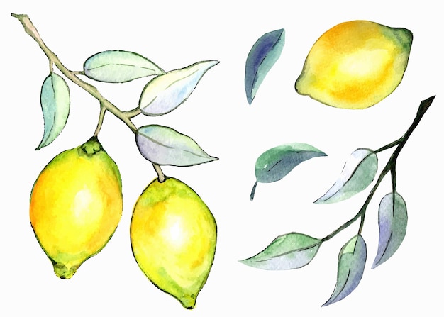 Watercolor lemons clipart Yellow fruits illustration bundle