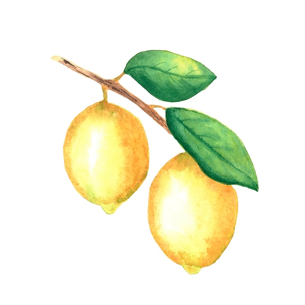 Watercolor lemons hand drawn illustration.