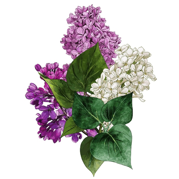 Watercolor lilac flowers and leaves lilac bouquet