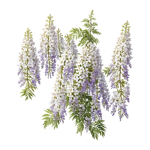 Вектор Акварель logissima alba wisteria клипарт редактируемый белый фон