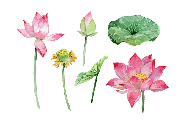 Vector watercolor lotus flowers and leaves collection