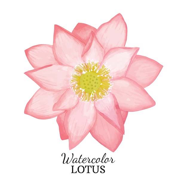 Vector watercolor lotus