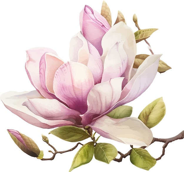 Watercolor magnolia flower The first spring flowers Blooming magnolia Vector illustration