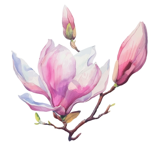 Vector watercolor magnolia flowers and buds spring flowers and magnolia buds on a transparent background