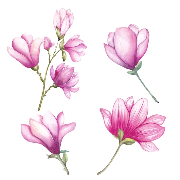 Watercolor magnolia flowers set