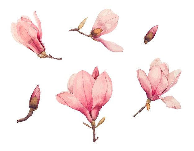 Set di magnolie ad acquerello schizzo disegnato a mano illustrazioni floreali fiori vettoriali isolati su ba bianco