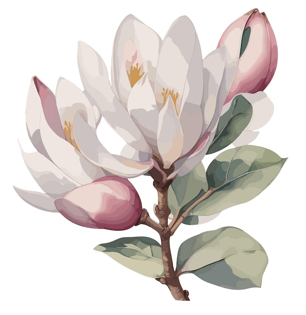 Watercolor magnolia vintage style watercolor flower vector wedding flower