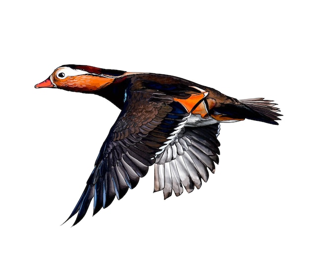 Vector watercolor mandarin duck on white