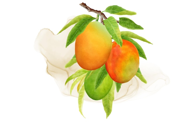Акварельные ветви манго и дизайн венка