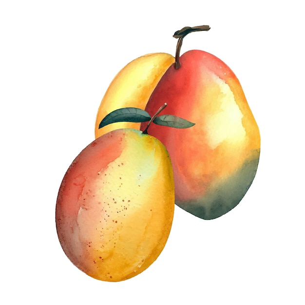 watercolor mango illustration