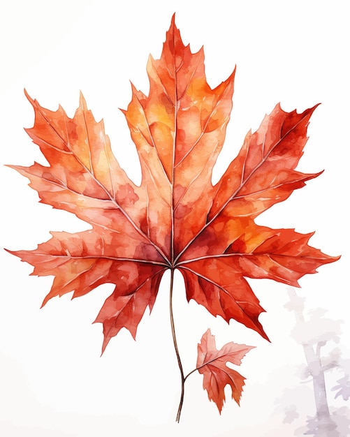 Watercolor maple leaf on white background minimalist poster