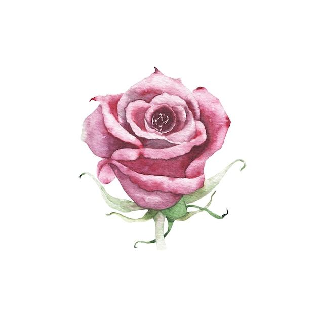 Watercolor maroon burgundy rose bud flower plant