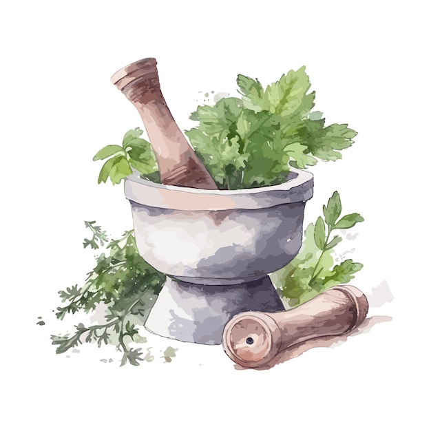 Watercolor medicinal herbs in mortar illustration