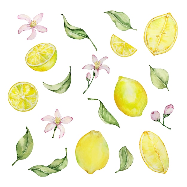 Vettore set mediterraneo ad acquerello, limoni succosi, foglie, fiori, piastrelle italiane, illustrazione per il design