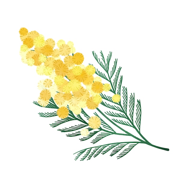 Vector watercolor mimosa illustration