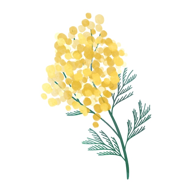 Vector watercolor mimosa illustration