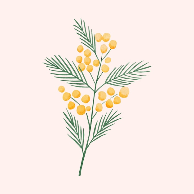 Vector watercolor mimosa illustration