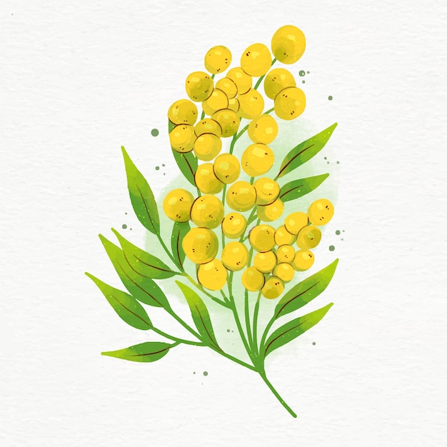 Vector watercolor mimosa illustration