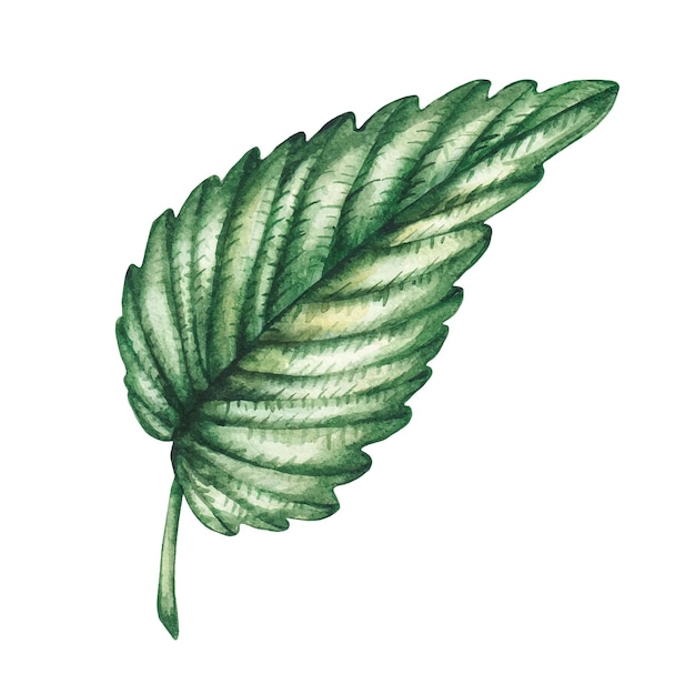 Watercolor mint leaf on a white background