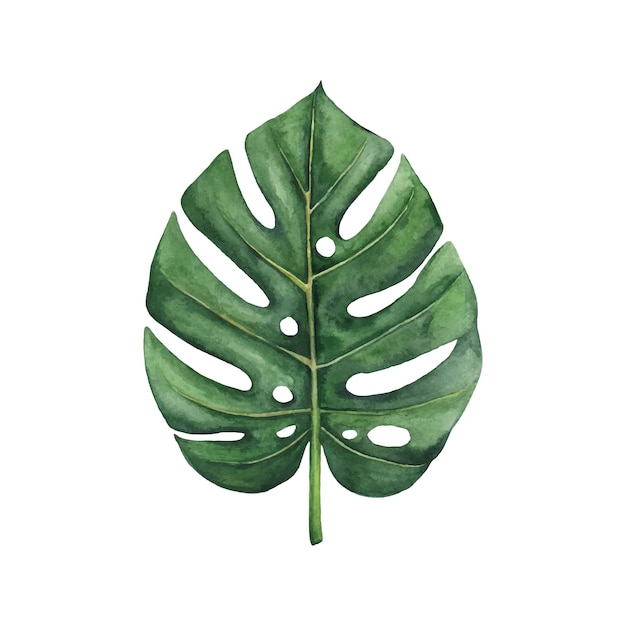 Watercolor monstera leaf