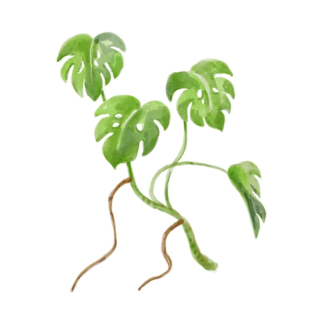 Vector watercolor monstera plant