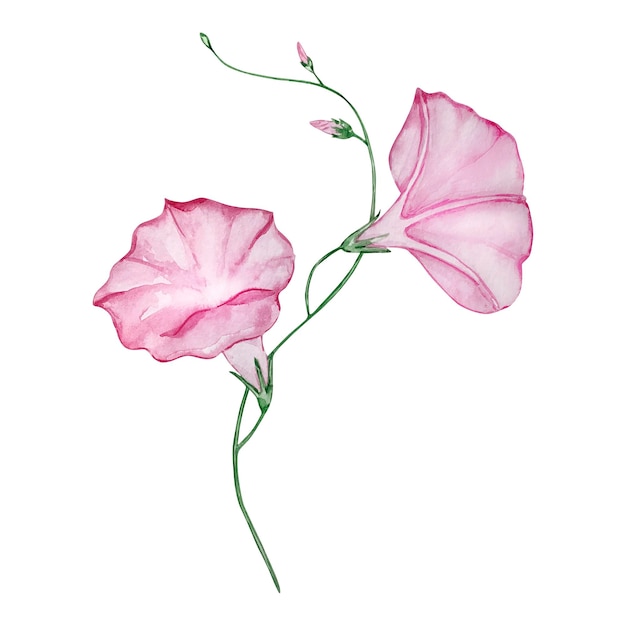 Watercolor morning glory September month birth flower