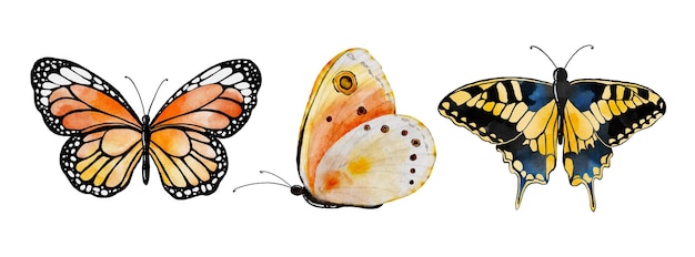 Watercolor multicolored butterflies collection