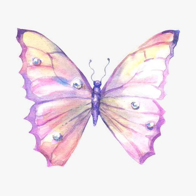 Watercolor multicolored butterfly , isolated on white background.