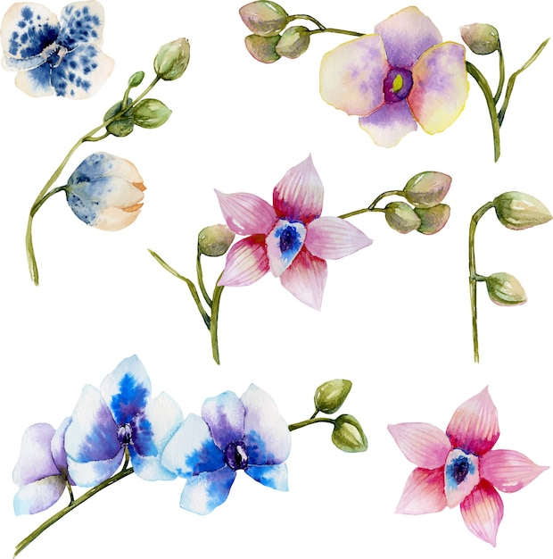 Watercolor multicolored orchids of different varieties collection