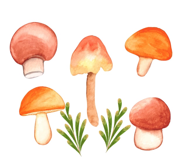 watercolor mushroom clipart set, hand-drawn mushroom illustration on transparent background