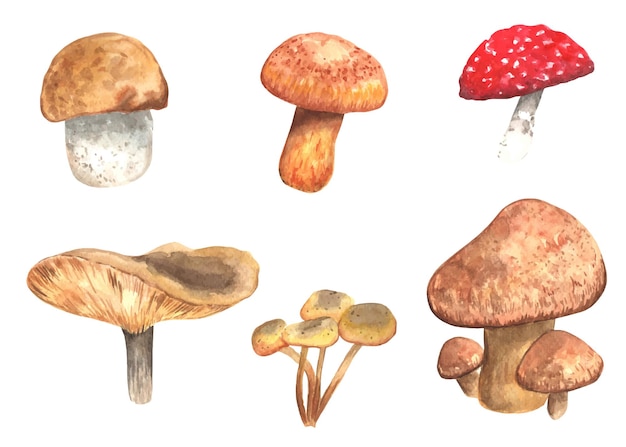 Акварельные грибы клипарт Набор иллюстраций