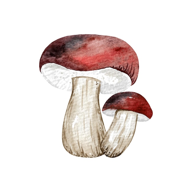 Watercolor mushrooms