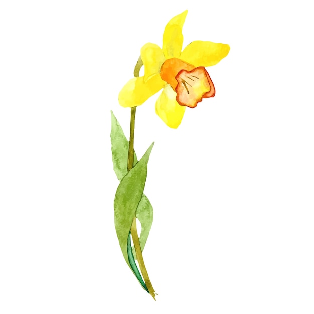 Vector watercolor narcissus