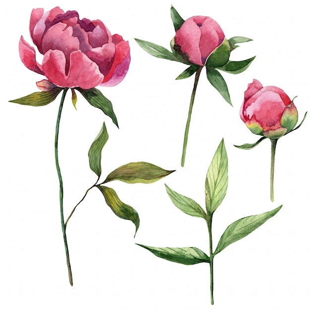 Watercolor natural peonies flowers, leaves and buds