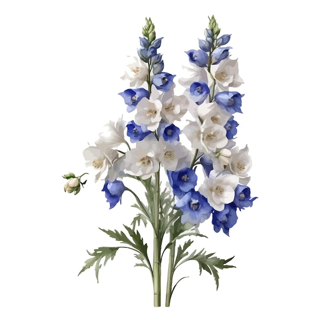 Vector watercolor new millennium delphinium clipart editable white background