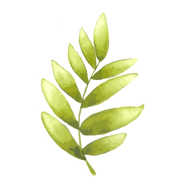 Watercolor olive branch hand drawn illustration