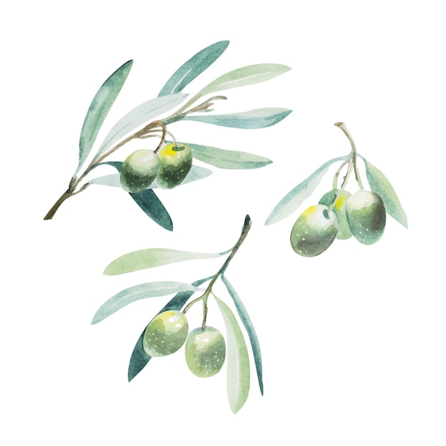 Watercolor olive branch. Sketch of olive branch on white background