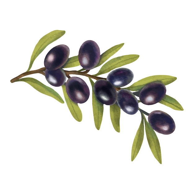 Watercolor olive branch