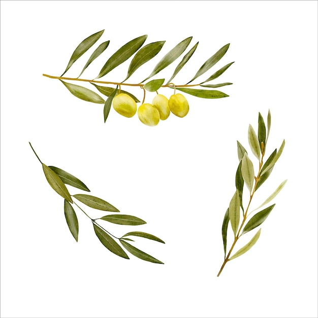 Watercolor olive branches set