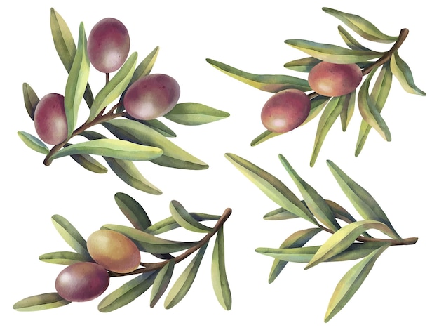 Vector watercolor olive branches