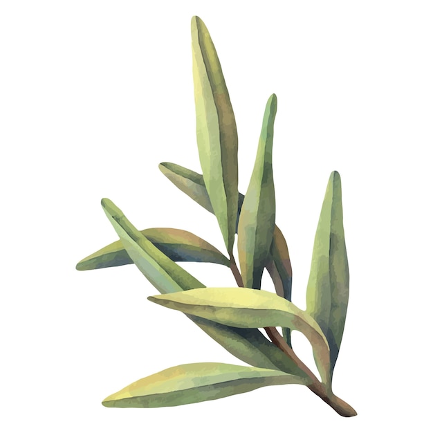 Watercolor olive leaves